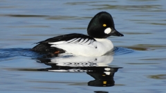 DSCN2838：ホオジロガモ（オス）