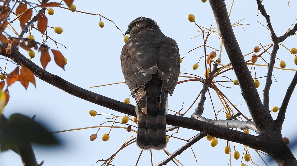 DSCN2992：ハイタカ