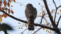 DSCN2992：ハイタカ