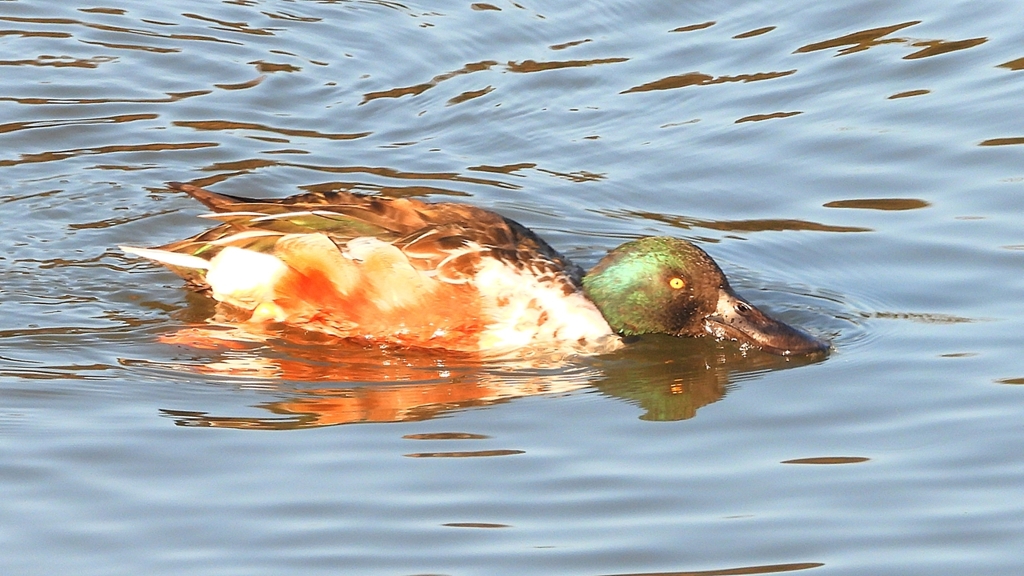 DSCN5949：ハシビロガモ