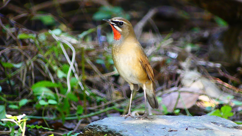 P2310059：ノゴマ（オス）