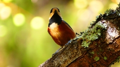 P2400339：ヤマガラ