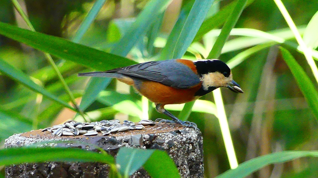 P2360289：ヤマガラ