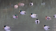 DSCN6995：マガモ