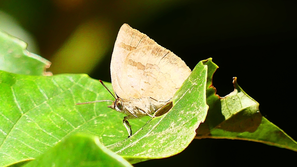 P2400557：翅閉じたムラサキシジミ