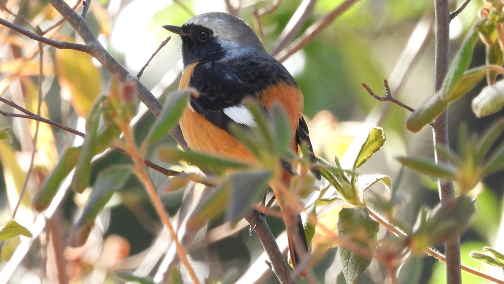 DSCN8362：ジョウビタキ（オス）