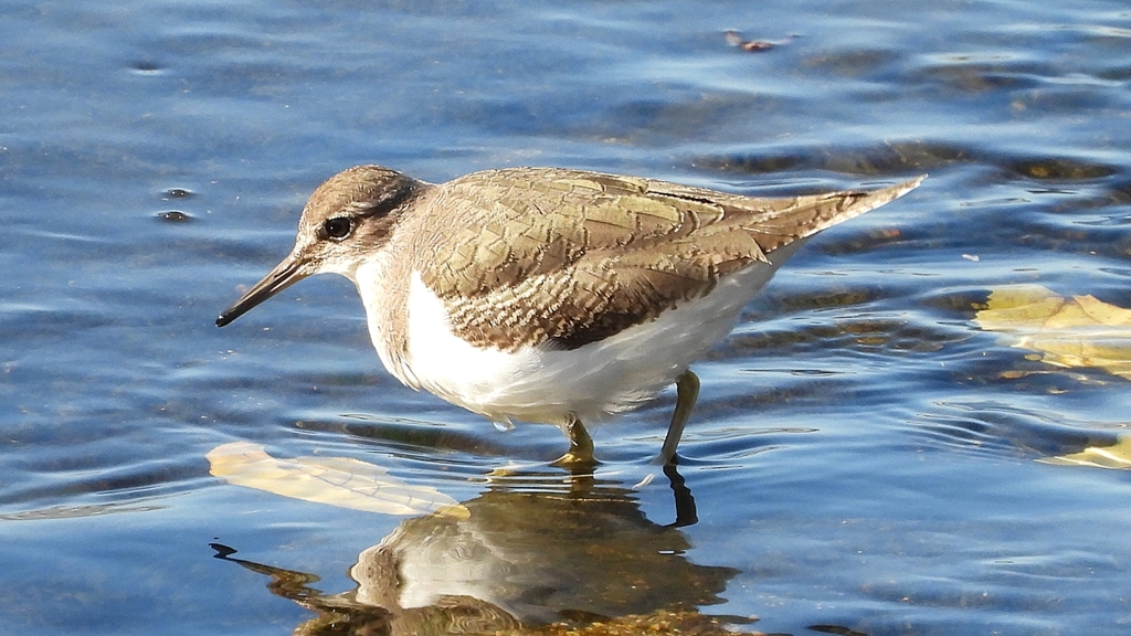 DSCN1188：イソシギ