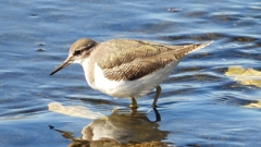 DSCN1188：イソシギ