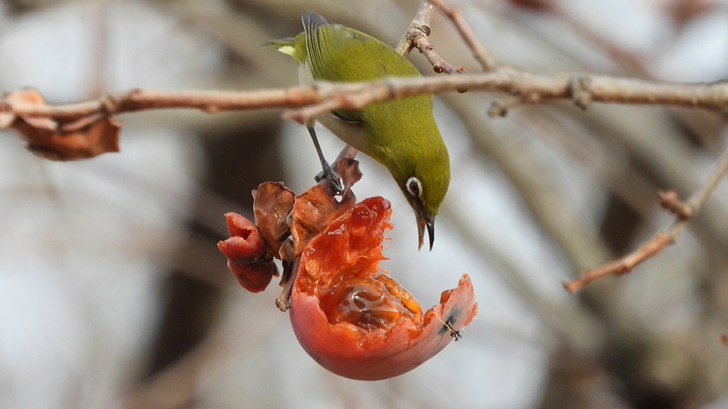 DSCN8534：メジロ