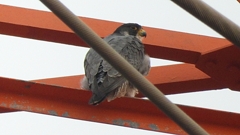 DSCN3424：ハヤブサ