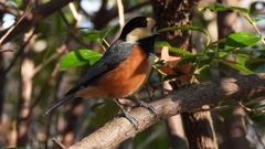 DSCN5966：ヤマガラ