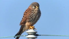 DSCN6572：チョウゲンボウ