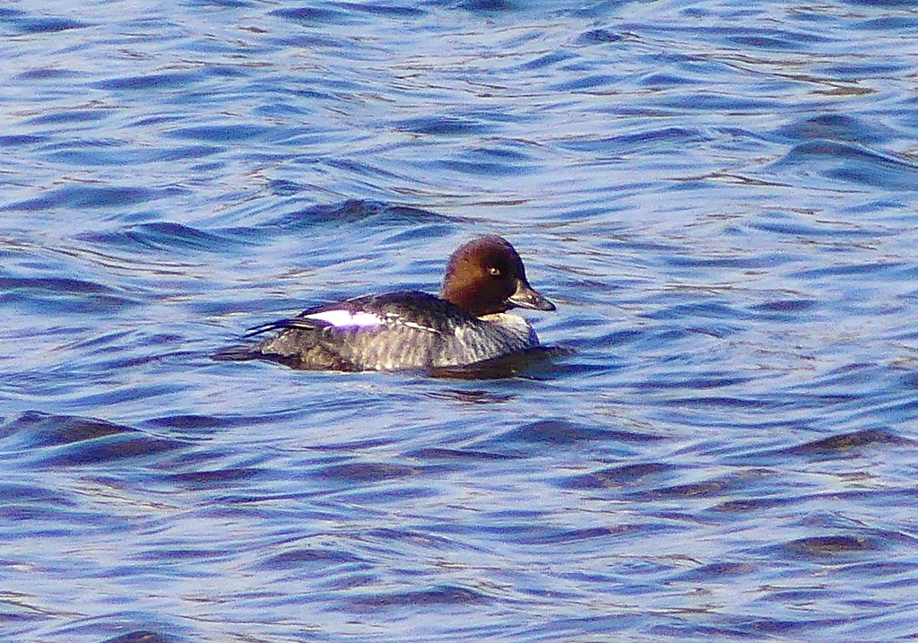 ホオジロガモ（メス）：P2380801