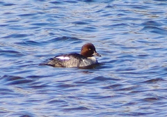 ホオジロガモ（メス）：P2380801