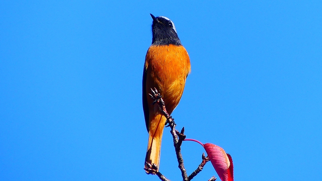 P2360193：ジョウビタキ（オス）