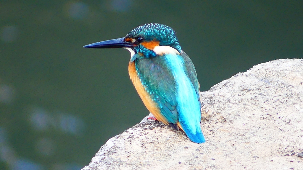 P2410068：カワセミ（オス）