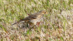 P2390282：タヒバリ