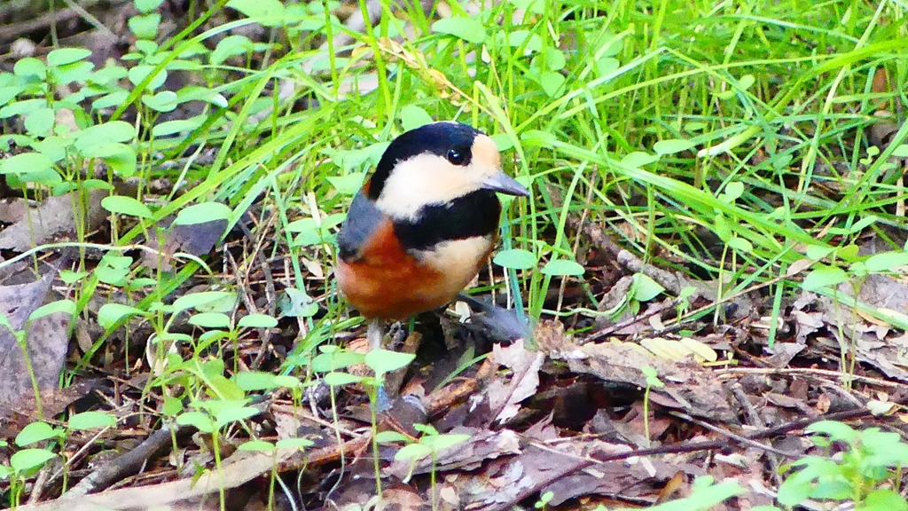 P2330955：ヤマガラ