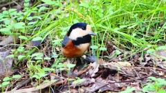 P2330955：ヤマガラ