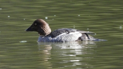 DSCN2326：ホオジロガモ（メス）