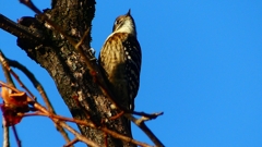 P2410757：コゲラ