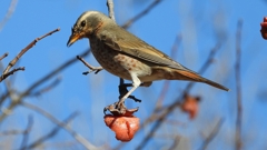 DSCN8857：ハチジョウツグミ