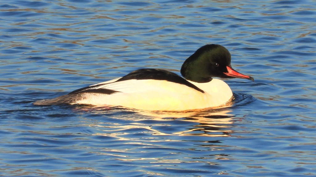 DSCN6354：カワアイサ