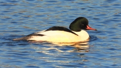 DSCN6354：カワアイサ