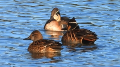 DSCN7882：トモエガモ