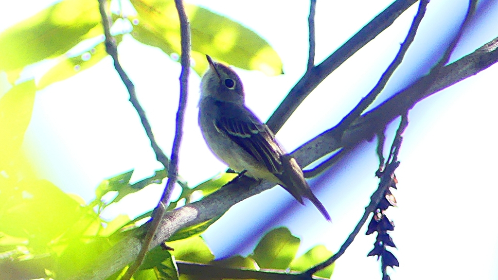 P2300079：コサメビタキ