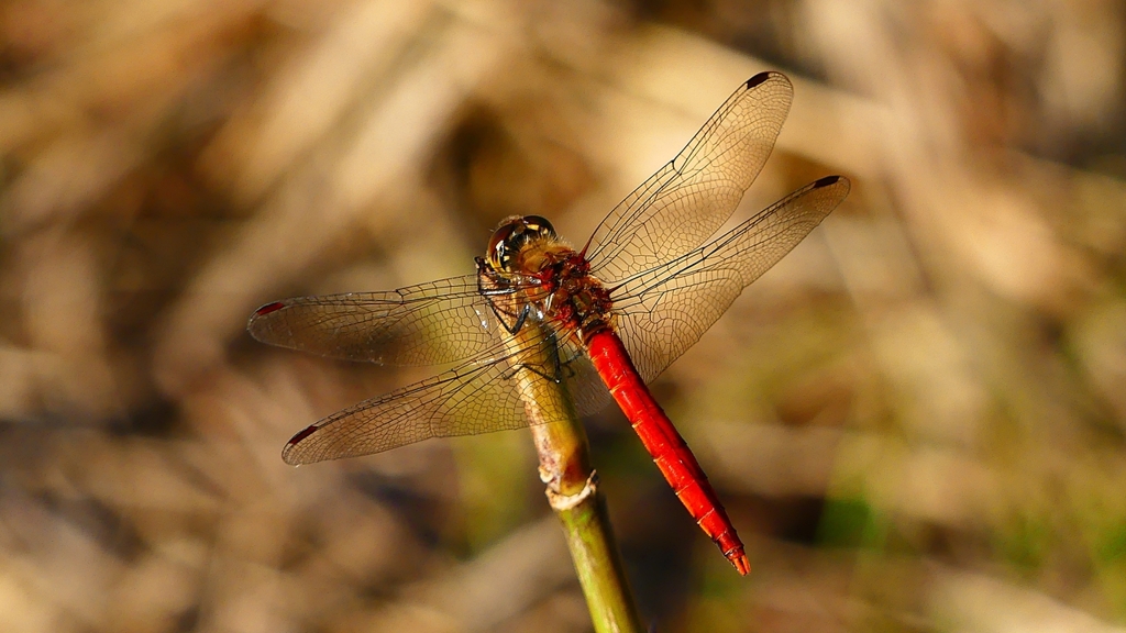 P2320199：アキアカネ（オス）