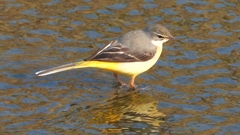 DSCN7481：キセキレイ