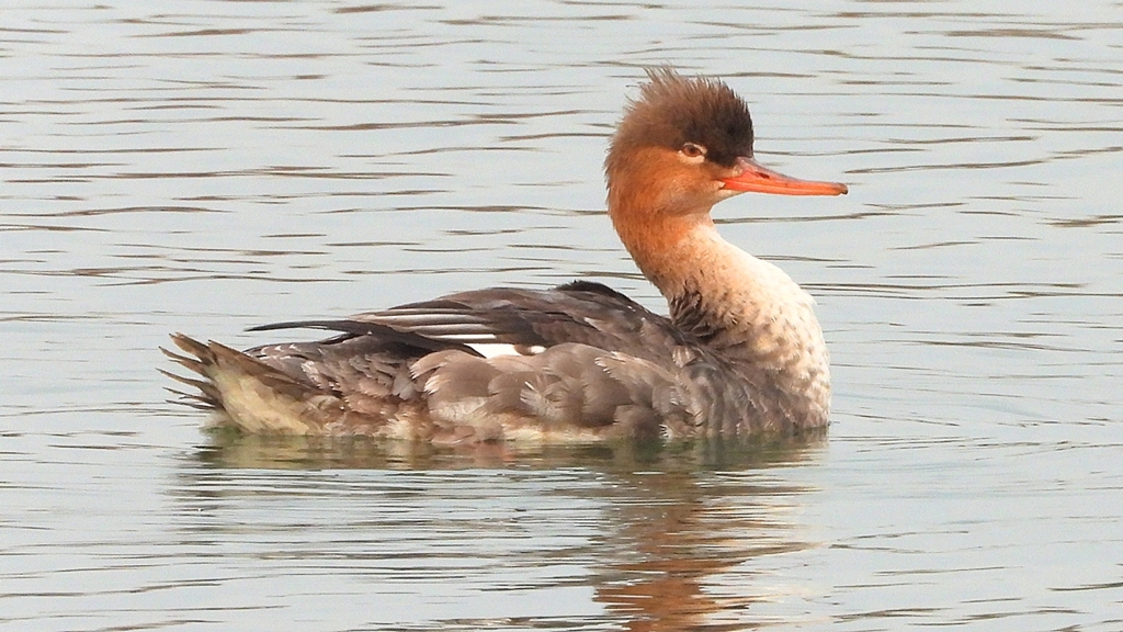 DSCN7215：ウミアイサ