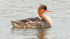 DSCN7215：ウミアイサ