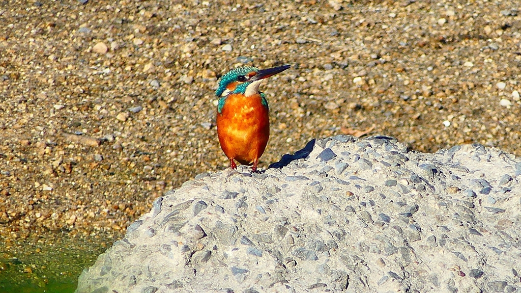 P2270041：カワセミ（メス）