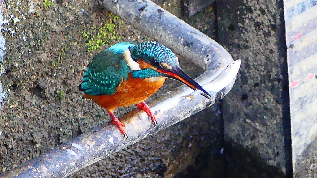 P2410428：カワセミ（オス）