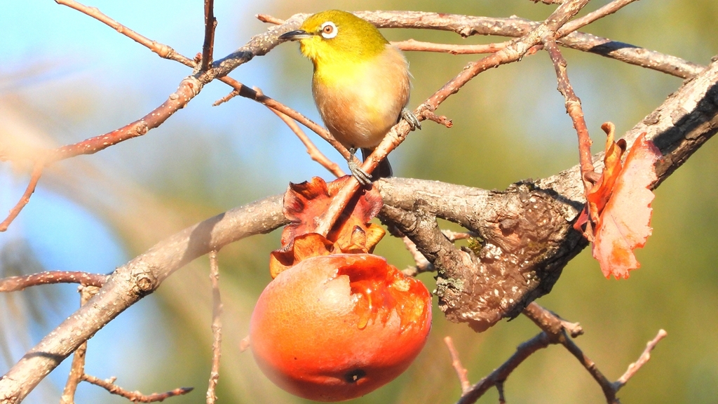 DSCN6974：メジロ