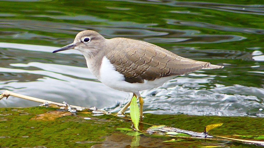 P2290042：イソシギ