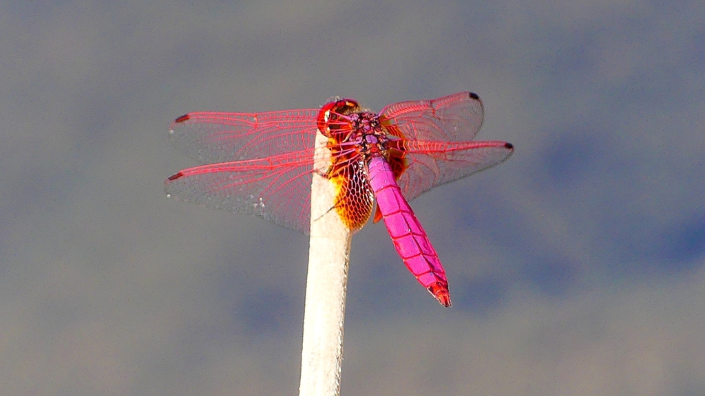 P2270162：ベニトンボ（オス）