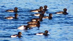 P2380127：キンクロハジロ