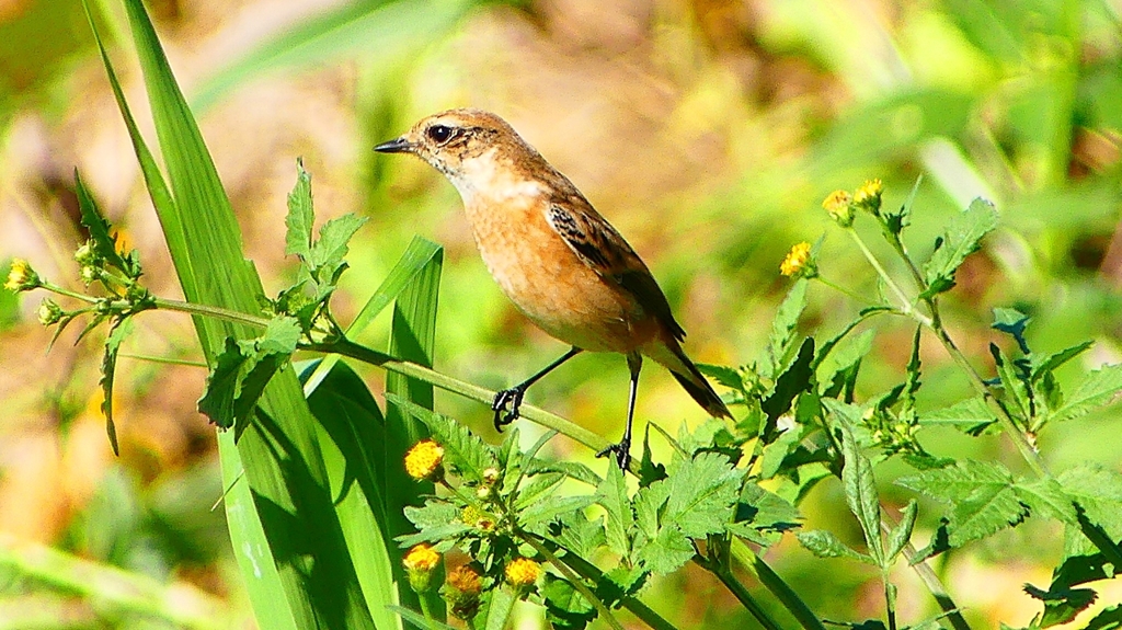 P2300241：ノビタキ