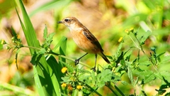 P2300241：ノビタキ