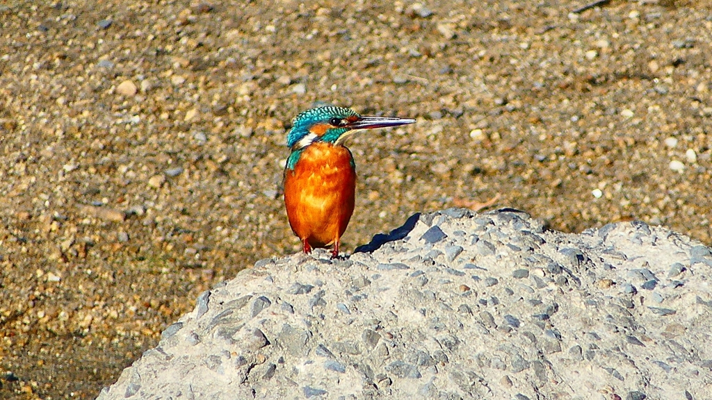 P2270045：カワセミ（メス）