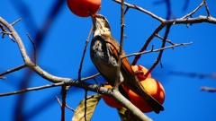 P2370801：ツグミ