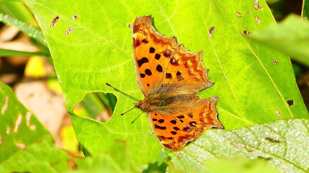 P2350782：キタテハ