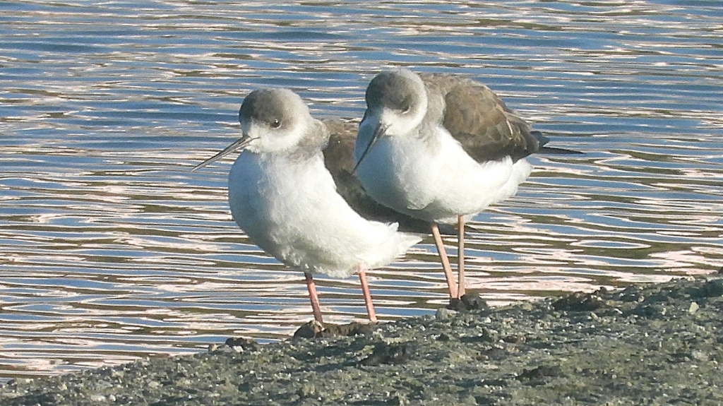 DSCN2378：セイタカシギ