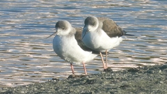 DSCN2378：セイタカシギ