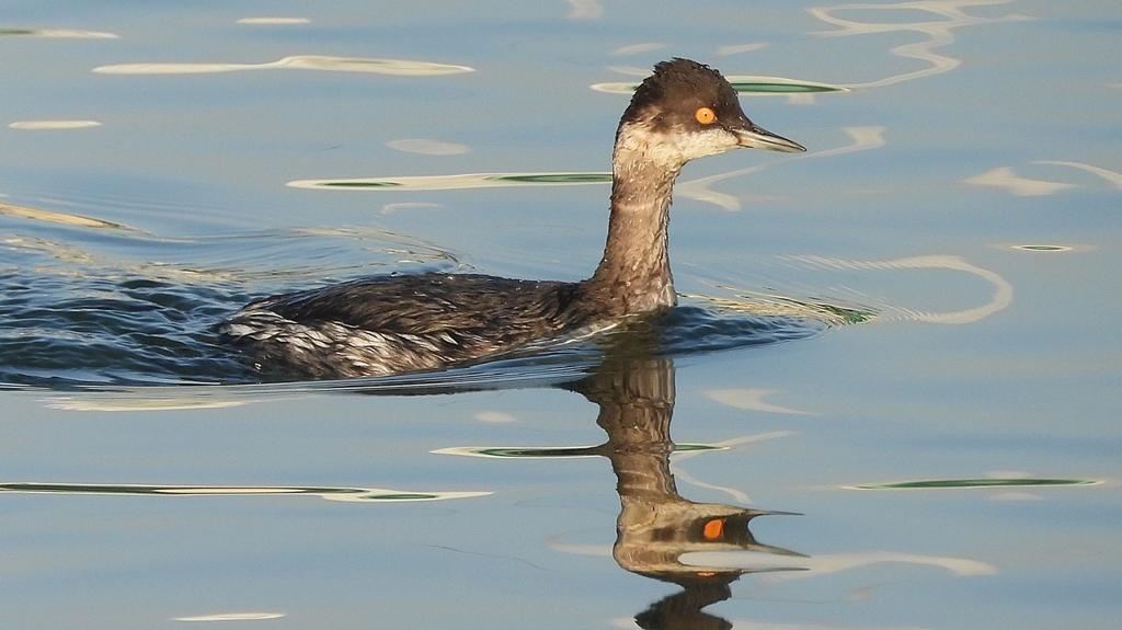 DSCN0358：ハジロカイツブリ