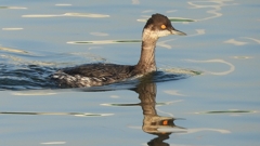 DSCN0358：ハジロカイツブリ