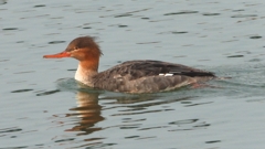 DSCN7320：ウミアイサ